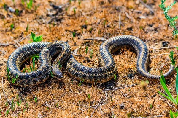 Pusztai ratsnake vagy Elaphe dione földön — Stock Fotó