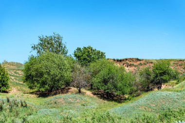 Güzel kırsal yaz peyzaj ağaçları ile