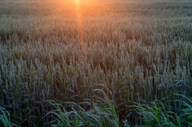 Buğday alan günbatımı güzel peyzaj