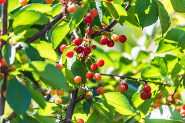 Prunus avium dalları üzerinde olgunlaşmamış kiraz çilek