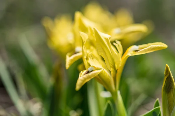 Wild gele irissen in tuin — Stockfoto