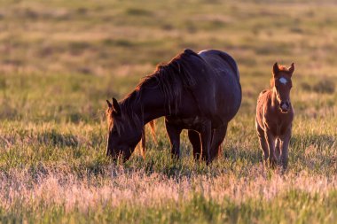 Vahşi atlar gün batımında çayırda otlar.
