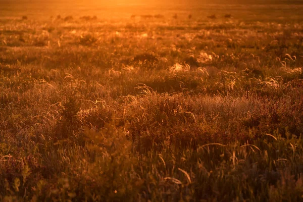 Bela grama campo ao pôr do sol — Fotografia de Stock