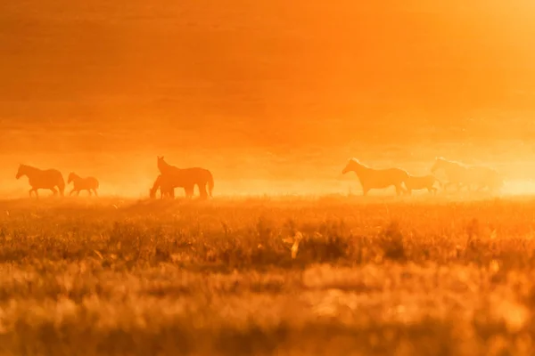 Caballos salvajes pastan en el prado al atardecer — Foto de Stock