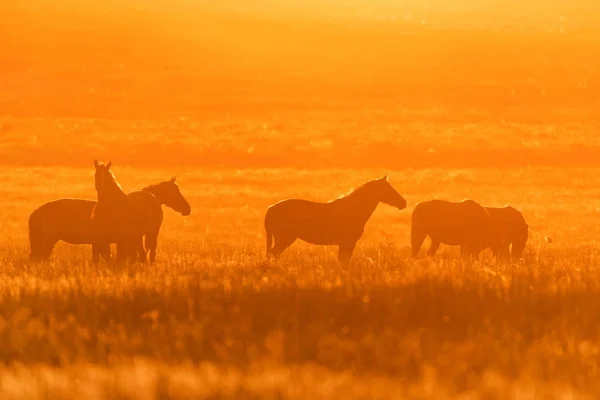 Caballos salvajes pastan en el prado al atardecer — Foto de Stock