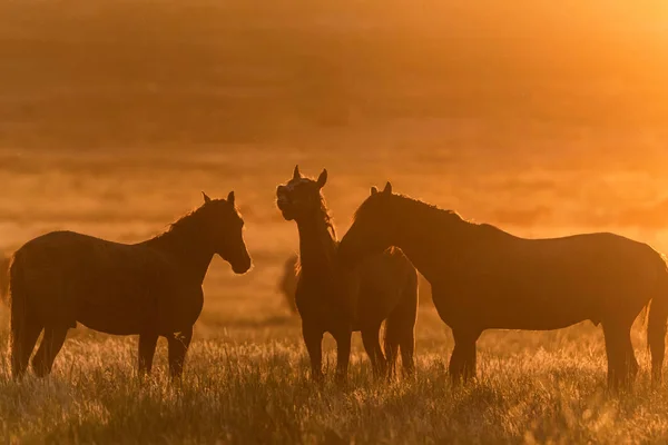 Caballos salvajes pastan en el prado al atardecer — Foto de Stock