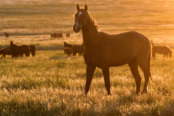 Caballos salvajes pastan en el prado al atardecer — Foto de Stock