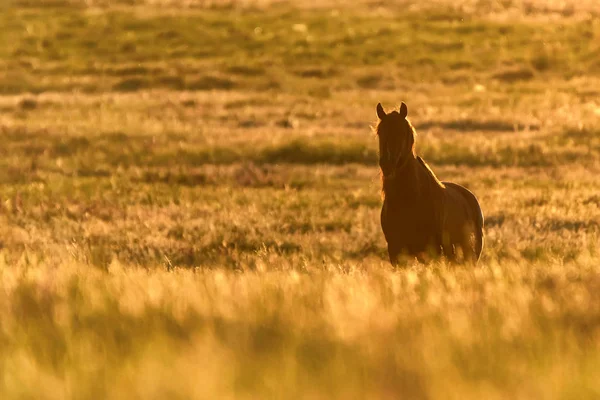 Caballo salvaje pastando en el prado al atardecer — Foto de Stock