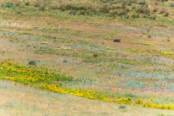 Paisagem de primavera com flores florescentes no campo — Fotografia de Stock