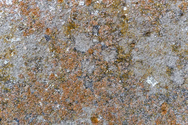 Close-up de pedra coberta por líquen — Fotografia de Stock