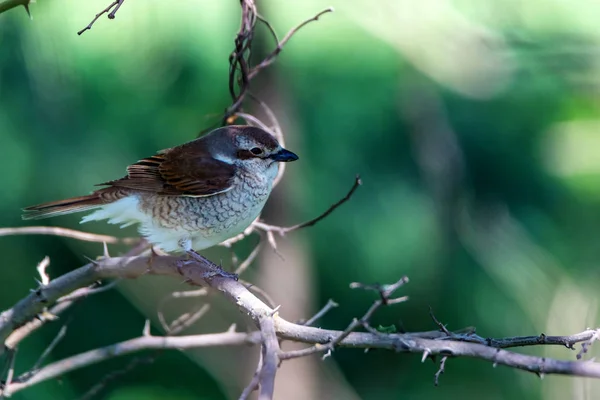 Shrike apoiado pelo vermelho ou Lanius collurio no ramo — Fotografia de Stock