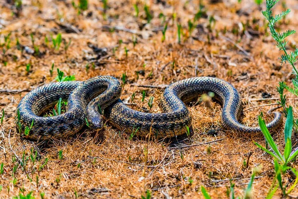 Степная змея или дион Елаф на земле — стоковое фото