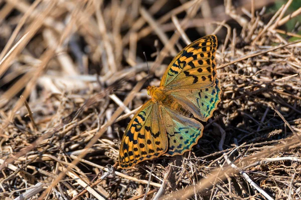 Kardinal kelebek veya Argynnis Pandora yakın — Stok fotoğraf