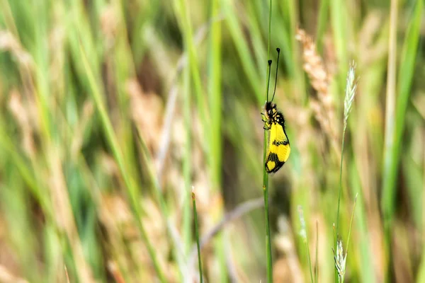 Owlfly lub Ascalaphus macaronius na trawie — Zdjęcie stockowe