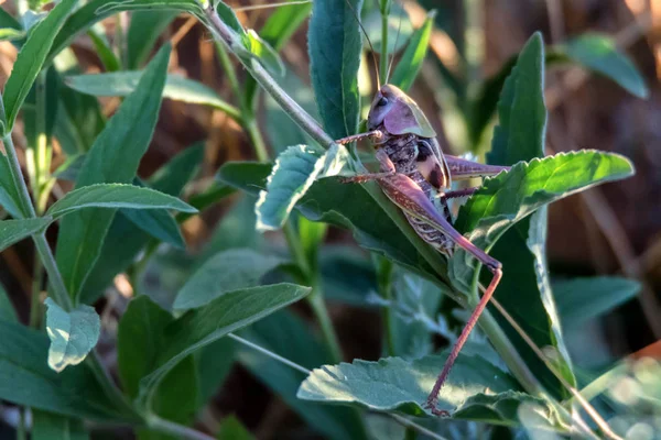 Nimfa biter brodawek lub Decticus verrucivorus na trawie — Zdjęcie stockowe