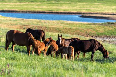 Vahşi atlar ve Tay güneşli çayırda otlatmak