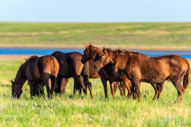Vahşi atlar güneşli çayırda otlatmak