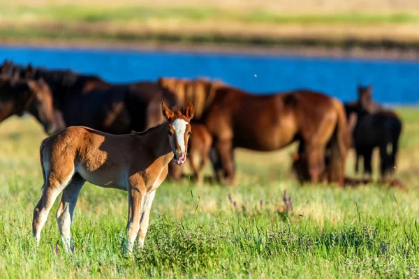 Poulain et chevaux sauvages broutent dans la prairie ensoleillée — Photo