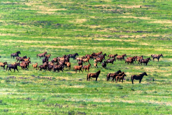 日当たりの良い草原に放牧されて野生の馬 — ストック写真