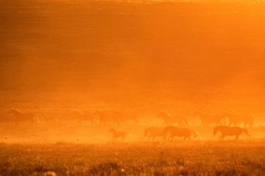 Vahşi atlar gün batımında çayırda otlar.