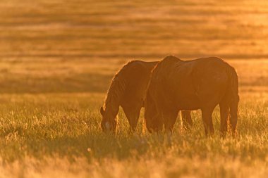 Vahşi atlar gün batımında çayırda otlar.