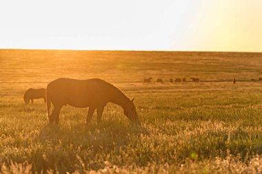 Vahşi atlar gün batımında çayırda otlar.