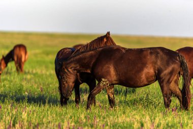 Vahşi atlar güneşli çayırda otlatmak