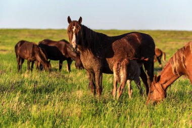 Vahşi atlar güneşli çayırda otlatmak