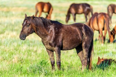 Vahşi atlar güneşli çayırda otlatmak