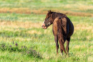 Vahşi at grazes güneşli çayırda