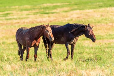 Vahşi atlar güneşli çayırda otlatmak
