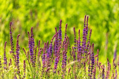 Adaçayı veya Salvia divinorum taze mor çiçekler