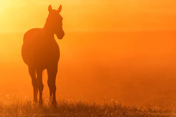 Caballo salvaje pastando en el prado al atardecer — Foto de Stock