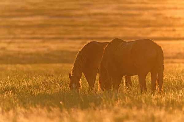 Caballos salvajes pastan en el prado al atardecer — Foto de Stock