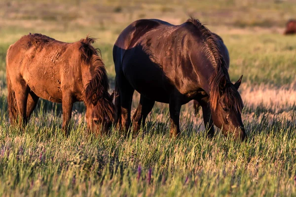 Cavalos selvagens pastam no prado ao pôr do sol — Fotografia de Stock