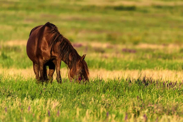 Des chevaux sauvages broutent dans la prairie ensoleillée — Photo