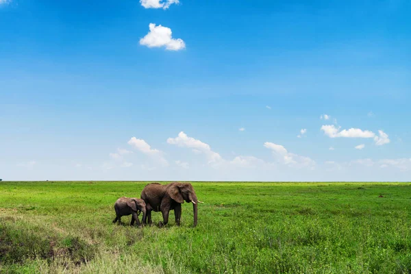 Afrika filleri veya Loxodonta cyclotis tarama