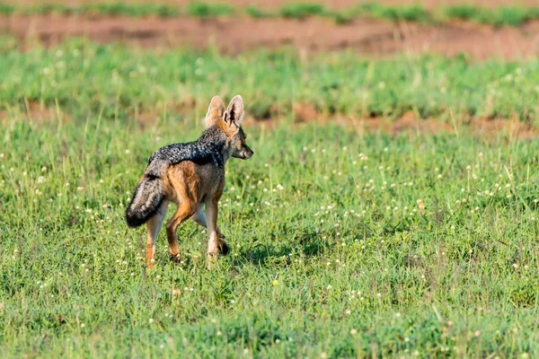 Svartryggig Schakalen eller Canis mesomelas på gräs — Stockfoto