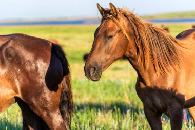 Vahşi atlar yaz otlaklarında otluyor.