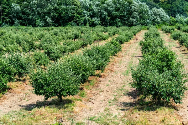Junge Apfelbäume im Obstgarten — Stockfoto
