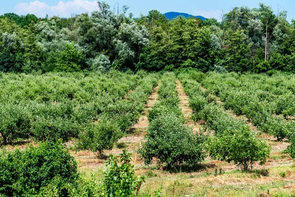 Manzanos jóvenes en huerto —  Fotos de Stock