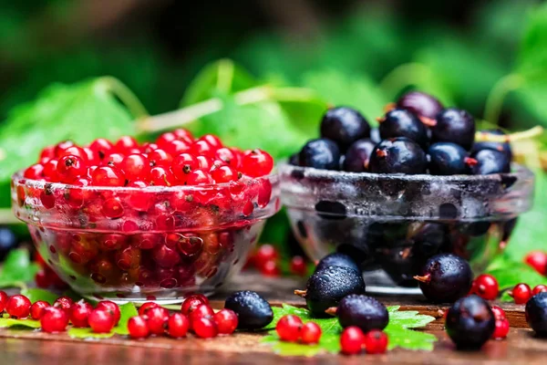 Olgun somun ve blackcurrant cam kase