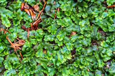 Güzel moss doku Close-up