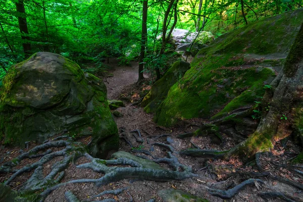 Pierres et racines dans la forêt d'été — Photo