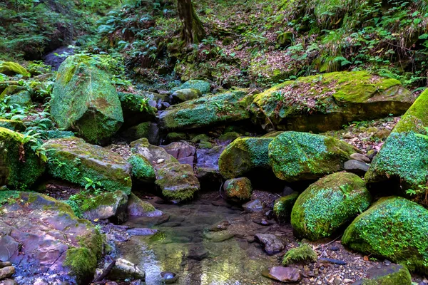 Yosun kaplı kaya ve ormandaki küçük dere — Stok fotoğraf