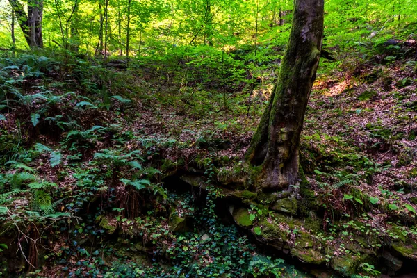 Ağaçlar ve moss yeşil orman