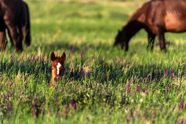Les jeunes poulains sauvages pâturent dans la prairie ensoleillée — Photo