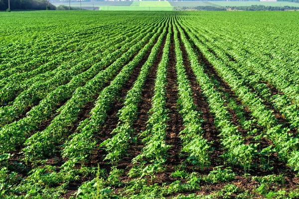 Campo con brotes de girasol jóvenes — Foto de Stock