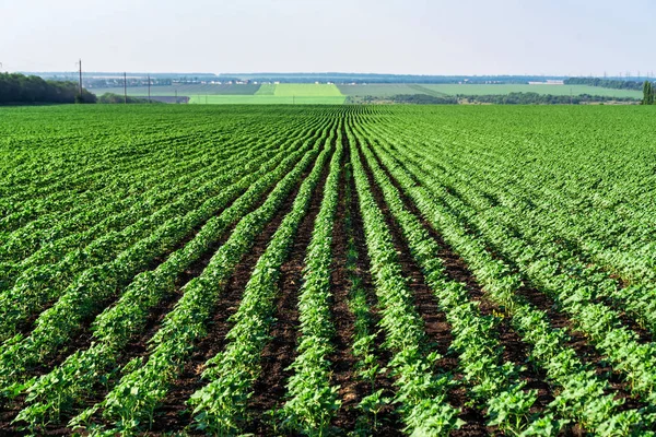 alan genç ayçiçeği filizi ile