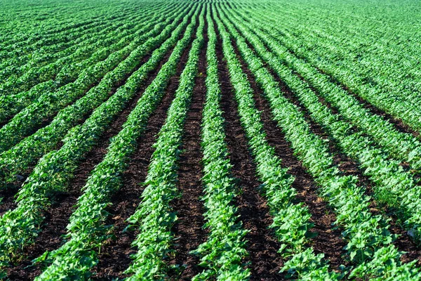 alan genç ayçiçeği filizi ile